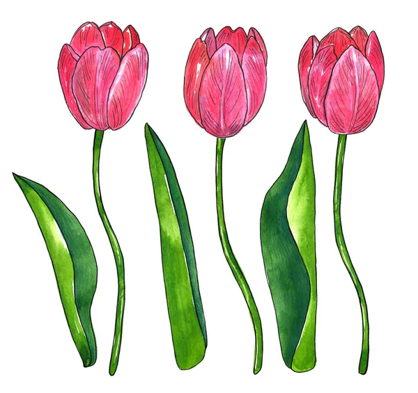 Tulipani rosa rossi con foglie. Illustrazione ad acquerello e inchiostro disegnata a mano. Isolato su sfondo bianco . — Foto Stock