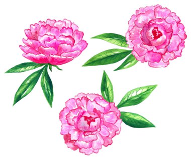 Parlak pembe şakayıklar. Elementler kümesi. Elle çizilmiş suluboya illüstrasyon. Beyaz arka planda yalıtılmış.