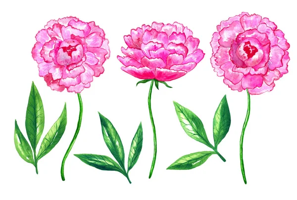 Яскраво-рожеві півонії. Набір елементів. Ручна намальована акварельна ілюстрація. Ізольовані на білому тлі . — стокове фото