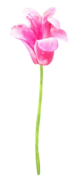 Tulipas cor-de-rosa. ilustração aquarela desenhada à mão. Isolado sobre fundo branco . — Fotografia de Stock