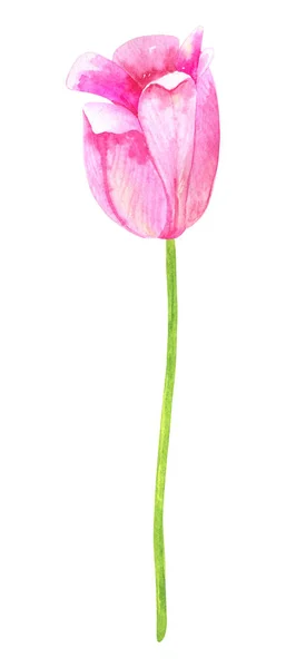 Tulipas cor-de-rosa. ilustração aquarela desenhada à mão. Isolado sobre fundo branco . — Fotografia de Stock