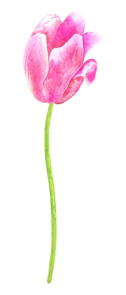 Tulipas cor-de-rosa. ilustração aquarela desenhada à mão. Isolado sobre fundo branco . — Fotografia de Stock
