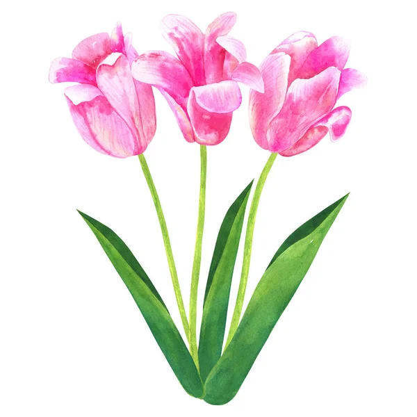 Букет з рожевих тюльпанів. Ручна намальована акварельна ілюстрація. Ізольовані на білому тлі . — стокове фото