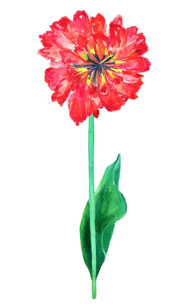 Tulipano di spugna rosso. Illustrazione ad acquerello disegnata a mano. Isolato su sfondo bianco . — Foto Stock