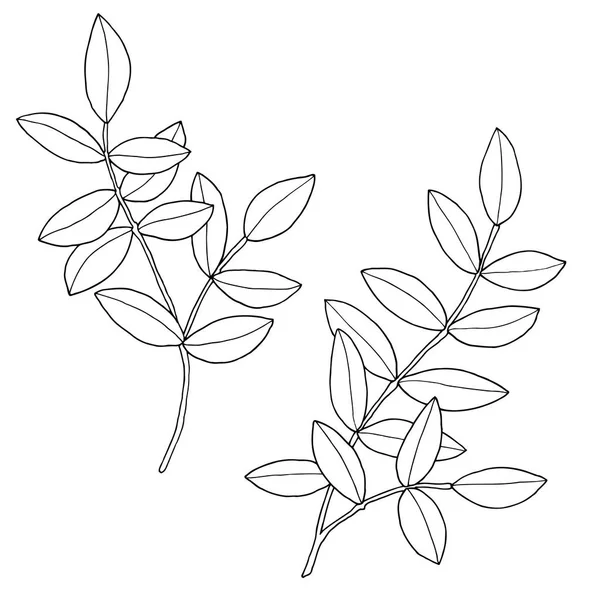 Branches with leaves. Hand drawn vector illustration. Monochrome black and white ink sketch. Line art. Isolated on white background. Coloring page — Stock Vector