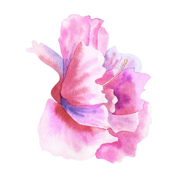 Όμορφο μωβ ροζ λουλούδι. Εικονογράφηση υδατογραφηματού. Απομονωμένη σε λευκό φόντο. — Φωτογραφία Αρχείου