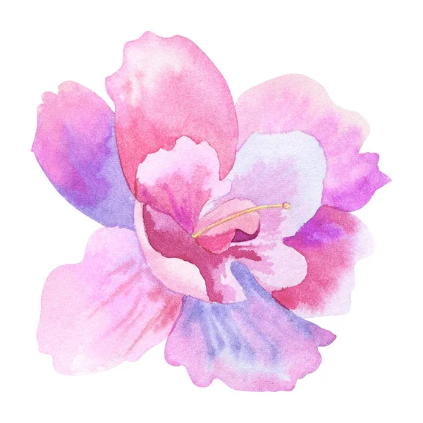 Beautiful purple pink flower. Hand drawn watercolor illustration. Isolated on white background. — Stock Photo, Image