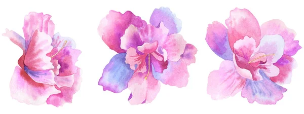 Belles fleurs roses violettes. Ensemble floral. Illustration aquarelle dessinée à la main. Isolé sur fond blanc . — Photo