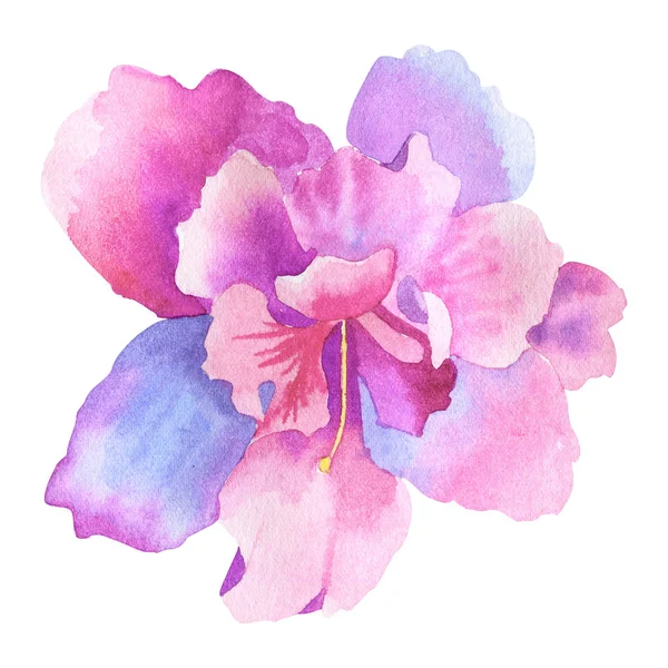 아름 다운 보라색 핑크 꽃입니다. 손으로 그린 수채화 그림입니다. 흰색 배경에 격리. — 스톡 사진
