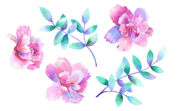 Bellissimi fiori rosa porpora e rami viola verde. Set floreale. Elementi per un design romantico. Illustrazione ad acquerello disegnata a mano. Isolato su sfondo bianco . — Foto Stock