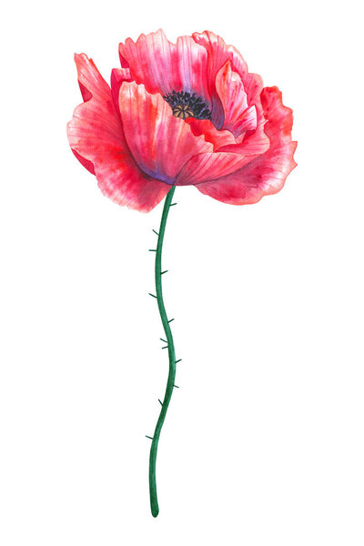 Красивый красный цветочный мак. Ручной рисунок акварелью. Изолированный на белом фоне
.