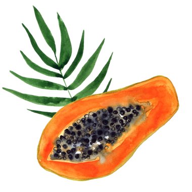 Papaya ve yaprağı kes. Tropikal meyveler. Elle çizilmiş suluboya illüstrasyon. Beyaz arka planda yalıtılmış.