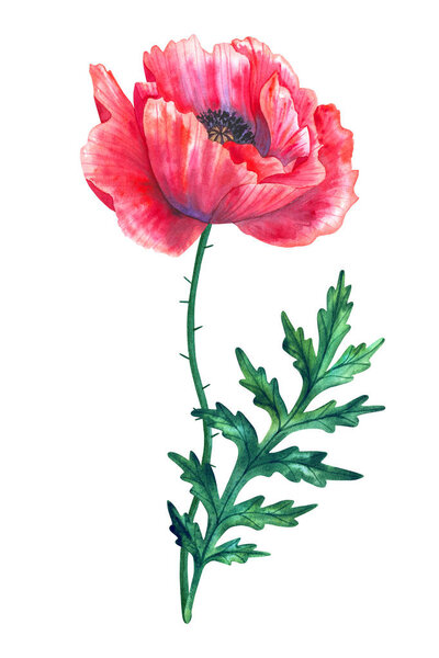 Красивый красный цветочный мак с листьями. Ручной рисунок акварелью. Изолированный на белом фоне
.