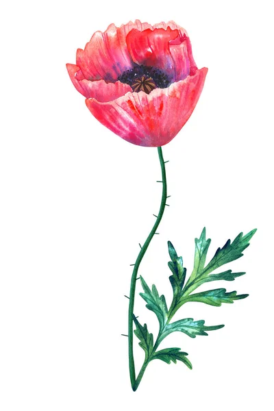 Bellissimo papavero fiore rosso con foglia. Illustrazione ad acquerello disegnata a mano. Isolato su sfondo bianco . — Foto Stock