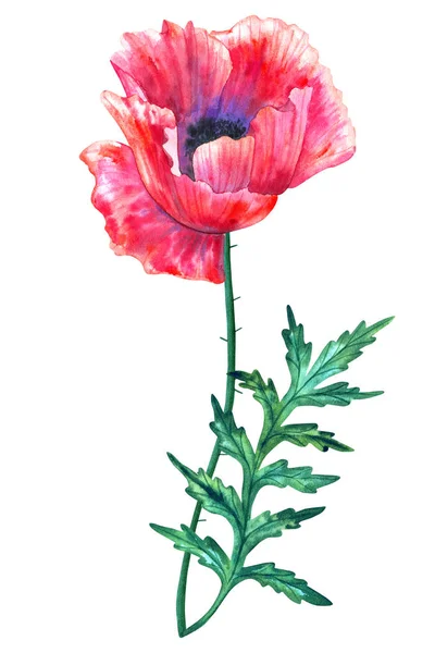 葉っぱの美しい赤い花ケシ。●手描き水彩イラスト。白い背景に隔離. — ストック写真