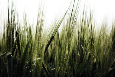 Yeşil buğday tarlasının duvar kağıdı arka planı, çimen yaprakları kapanıyor 