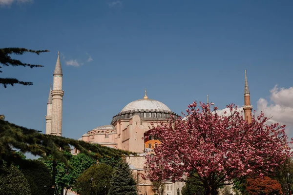Türkiye 'de İstanbul' da çiçek açan ağaçlar arasında cami
