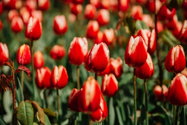 Stock image Field of red tulips in Istanbul, Turkey