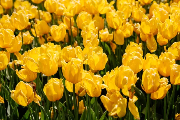 Campo Tulipanes Rojos Estambul Turquía Fotos De Stock