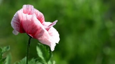Haşhaş çiçek rüzgarlı bir günde yeşil alan karşı. Closeup bahar haşhaş çiçeklenir. Onların yazlık dekoratif poppy. Poppy, hafif bir esinti.
