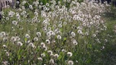 Işık ve güzel karahindiba. Güneşin parlak ışınları Tanrı'nın yarattığı büyüleyici ve hafif aydınlatmak. Bir hava çiçek. Dandelions çim. Çiçekler beyaz, narin, kırılgan. Bir sürü dandelions. Beyaz, narin, kırılgan çiçekler.
