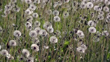 Işık ve güzel karahindiba. Güneşin parlak ışınları Tanrı'nın yarattığı büyüleyici ve hafif aydınlatmak. Bir hava çiçek. Dandelions çim. Çiçekler beyaz, narin, kırılgan. Bir sürü dandelions. Beyaz, narin, kırılgan çiçekler.