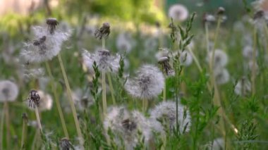 Işık ve güzel karahindiba. Güneşin parlak ışınları Tanrı'nın yarattığı büyüleyici ve hafif aydınlatmak. Bir hava çiçek. Dandelions çim. Çiçekler beyaz, narin, kırılgan. Bir sürü dandelions. Beyaz, narin, kırılgan çiçekler.
