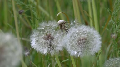 Işık ve güzel karahindiba. Güneşin parlak ışınları Tanrı'nın yarattığı büyüleyici ve hafif aydınlatmak. Bir hava çiçek. Dandelions çim. Çiçekler beyaz, narin, kırılgan. Bir sürü dandelions. Beyaz, narin, kırılgan çiçekler.