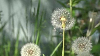 Işık ve güzel karahindiba. Güneşin parlak ışınları Tanrı'nın yarattığı büyüleyici ve hafif aydınlatmak. Bir hava çiçek. Dandelions çim. Çiçekler beyaz, narin, kırılgan. Bir sürü dandelions. Beyaz, narin, kırılgan çiçekler.