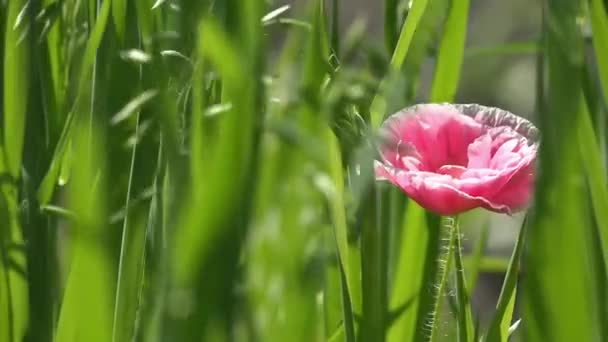Έχασε Στη Σίκαλη Παπαρούνας Παπαρούνας Λουλούδια Που Κινούνται Στον Άνεμο — Αρχείο Βίντεο