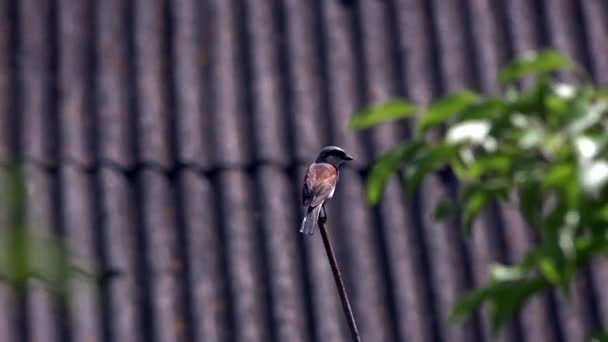 Pájaro Equilibra Sentado Parte Superior Rama Lanius Collurio Vista Anidante — Vídeos de Stock