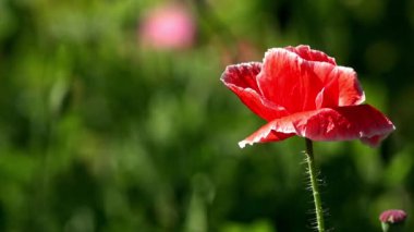 Onların yazlık dekoratif poppy. Yalnız haşhaş. Mor, pembe poppy. Çiçekler, doğa tezat. Güneş ışığı güzel bir eser. Çekici, parlak, kırmızı renk. Haşhaş tomurcukları güneşte parlayan. Pitoresk Mayıs karşıttır. Narin bir çiçek.