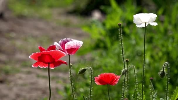 Morado Rosa Blanco Rojo Diferentesobre Fondo Verde Suaves Flores Silvestres — Vídeos de Stock