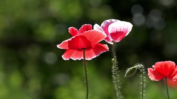 Dekoracyjna Poppy Domu Letniskowego Samotny Poppy Fioletowy Różowy Maku Kwiaty — Wideo stockowe