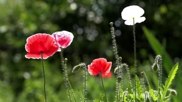 Paars Roze Wit Rood Differenon Een Groene Achtergrond Zacht Voorjaar — Stockvideo