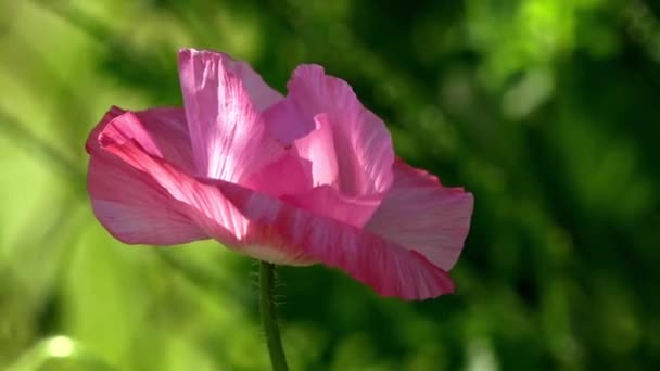 Decorative Poppy Summer Cottage Lonely Poppy Purple Pink Poppy Flowers — Stock Video