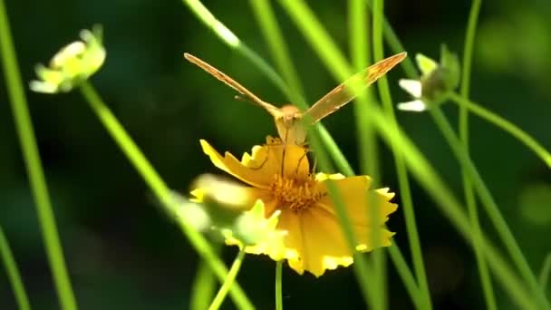 黄色の花の蜜を食べる 太陽の下で場所のために戦います 位置し 座っています 夏の庭 リビング エリアと震える 夏の庭 観察と美しいの熟考 — ストック動画