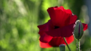 Parlak kırmızı poppy, arılar çekiyor. Çekici, parlak, kırmızı renk. Bahçe çiçek haşhaş. Narin bir çiçek. Haşhaş tomurcukları çiçeği. Güneş ışığı güzel bir eser. Haşhaş idil.