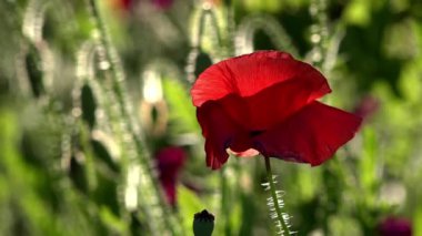 Parlak kırmızı poppy, arılar çekiyor. Çekici, parlak, kırmızı renk. Bahçe çiçek haşhaş. Narin bir çiçek. Haşhaş tomurcukları çiçeği. Güneş ışığı güzel bir eser. Haşhaş idil.