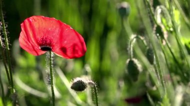 Parlak kırmızı poppy, arılar çekiyor. Çekici, parlak, kırmızı renk. Bahçe çiçek haşhaş. Narin bir çiçek. Haşhaş tomurcukları çiçeği. Güneş ışığı güzel bir eser. Haşhaş idil.