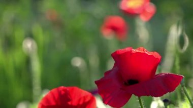 Parlak kırmızı poppy, arılar çekiyor. Çekici, parlak, kırmızı renk. Bahçe çiçek haşhaş. Narin bir çiçek. Haşhaş tomurcukları çiçeği. Güneş ışığı güzel bir eser. Haşhaş idil.