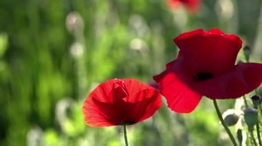 Parlak kırmızı poppy, arılar çekiyor. Çekici, parlak, kırmızı renk. Bahçe çiçek haşhaş. Narin bir çiçek. Haşhaş tomurcukları çiçeği. Güneş ışığı güzel bir eser. Haşhaş idil.