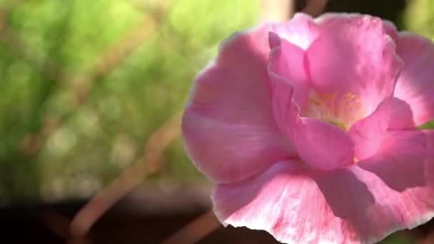 Vallmo Blommor Rör Sig Vinden Lila Rosa Olika Vallmo Ljusa — Stockvideo