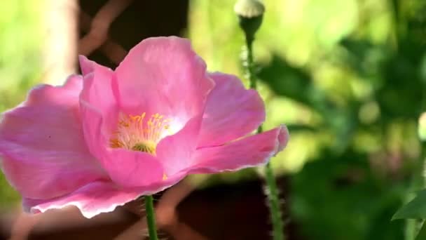 Vallmo Blommor Rör Sig Vinden Lila Rosa Olika Vallmo Ljusa — Stockvideo