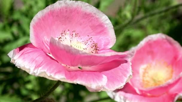罂粟花在风中移动 粉红色 不同的罂粟 罂粟田园 精致的花朵 — 图库视频影像