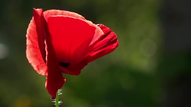 明るい赤いケシは 蜂を魅了します 魅力的な明るい 赤い色です 庭の花のポピー 繊細な花です ポピーの芽の花 美しい創造物 ポピーの田園風景 — ストック動画