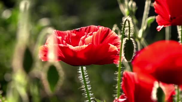 Una Amapola Color Rojo Brillante Atrae Las Abejas Atractivo Brillante — Vídeos de Stock