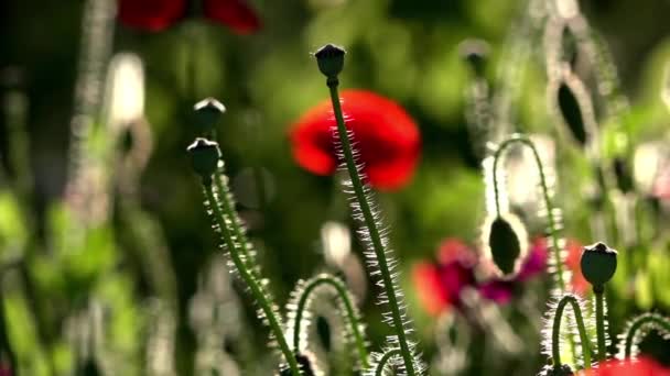 明るい赤いケシは 蜂を魅了します 魅力的な明るい 赤い色です 庭の花のポピー 繊細な花です ポピーの芽の花 美しい創造物 ポピーの田園風景 — ストック動画