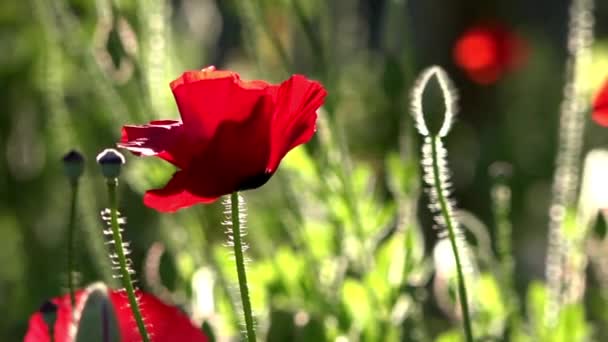 Een Heldere Rode Papaver Trekt Bijen Aantrekkelijke Heldere Rode Kleur — Stockvideo