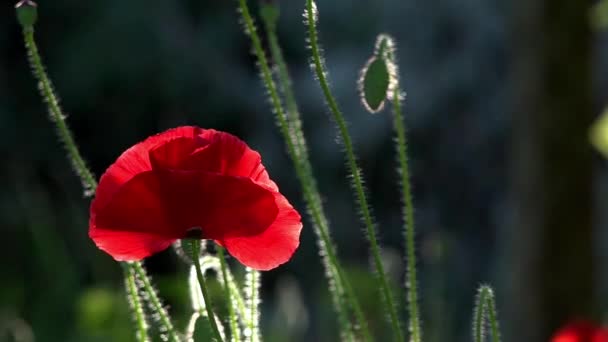一只鲜红的罂粟 吸引蜜蜂 红色的颜色 在花园里盛开的罂粟花 一朵娇嫩的花 罂粟花蕾开花 在阳光下 一个美丽的造物 罂粟田园风光 — 图库视频影像